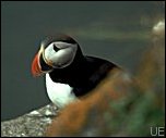 Papageitaucher